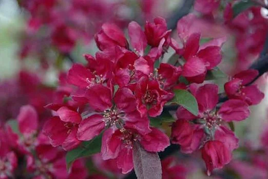 Profusion Crabapple_3.jpg