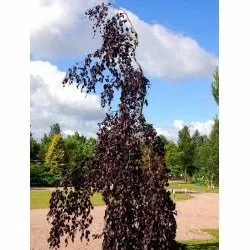 Weeping Beech