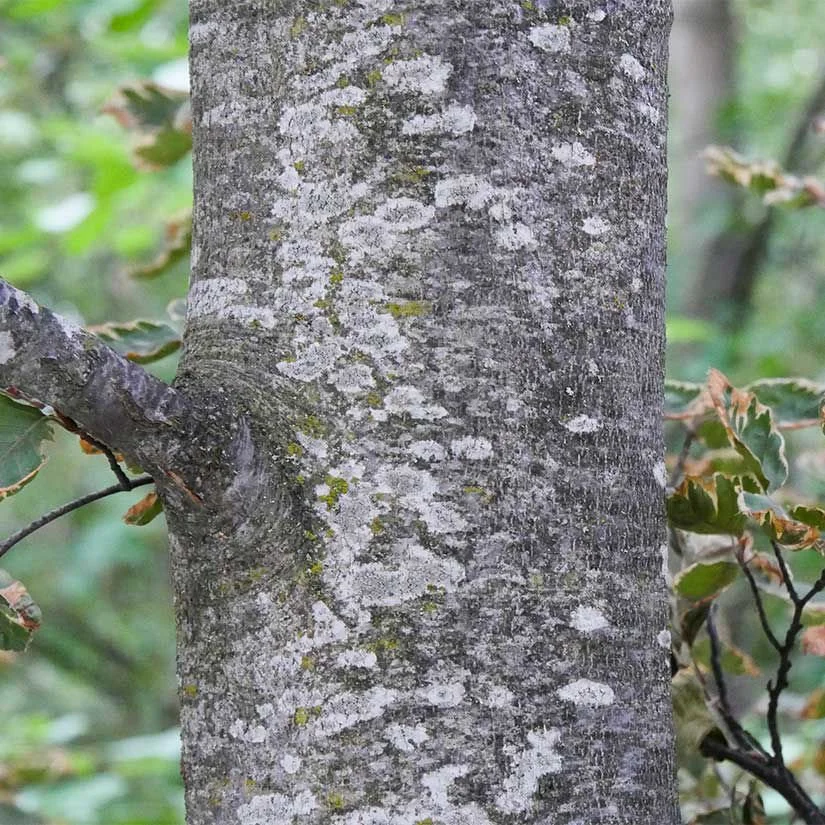 European Beech_4.jpeg