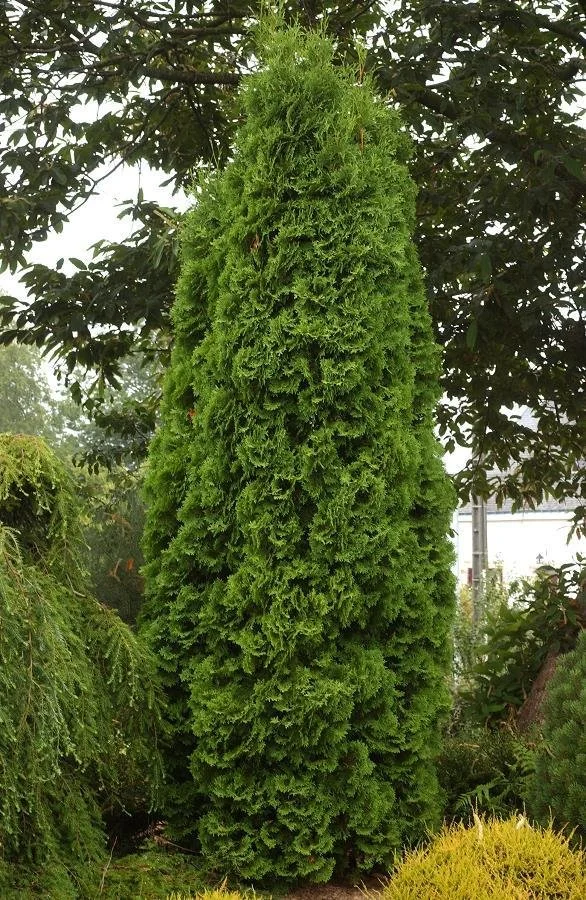 Pyramidal Cedar 4.jpeg