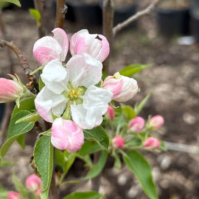 Rinki Crabapple.jpg