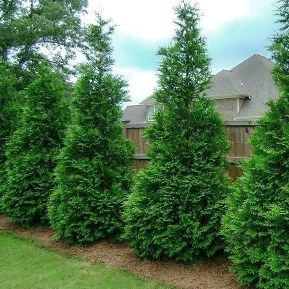 Emerald Green Giant Cedar 2.jpg