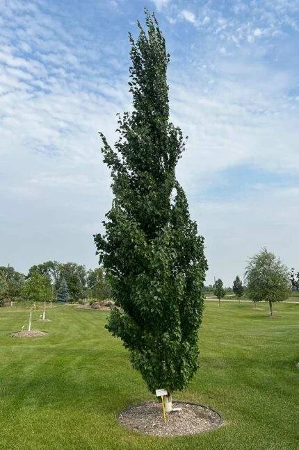 Parkland Pillar Birch