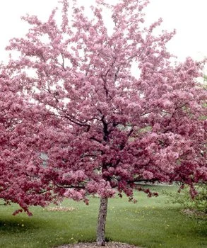 Profusion Crabapple_5.jpg