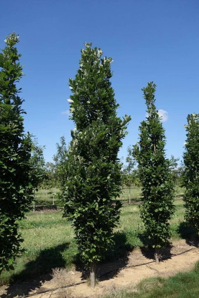 Kindred Spirit® Oak