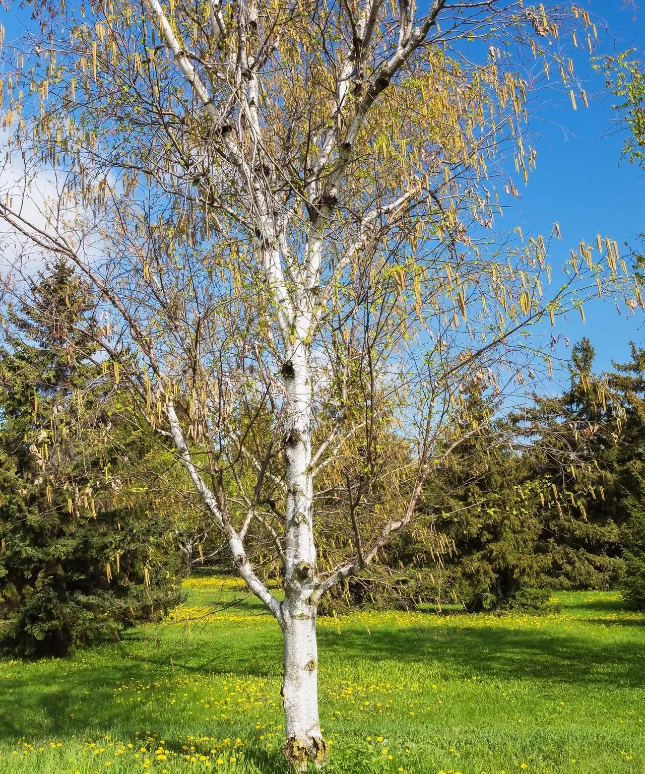 River Birch (Single and Multi-Stem Clump)