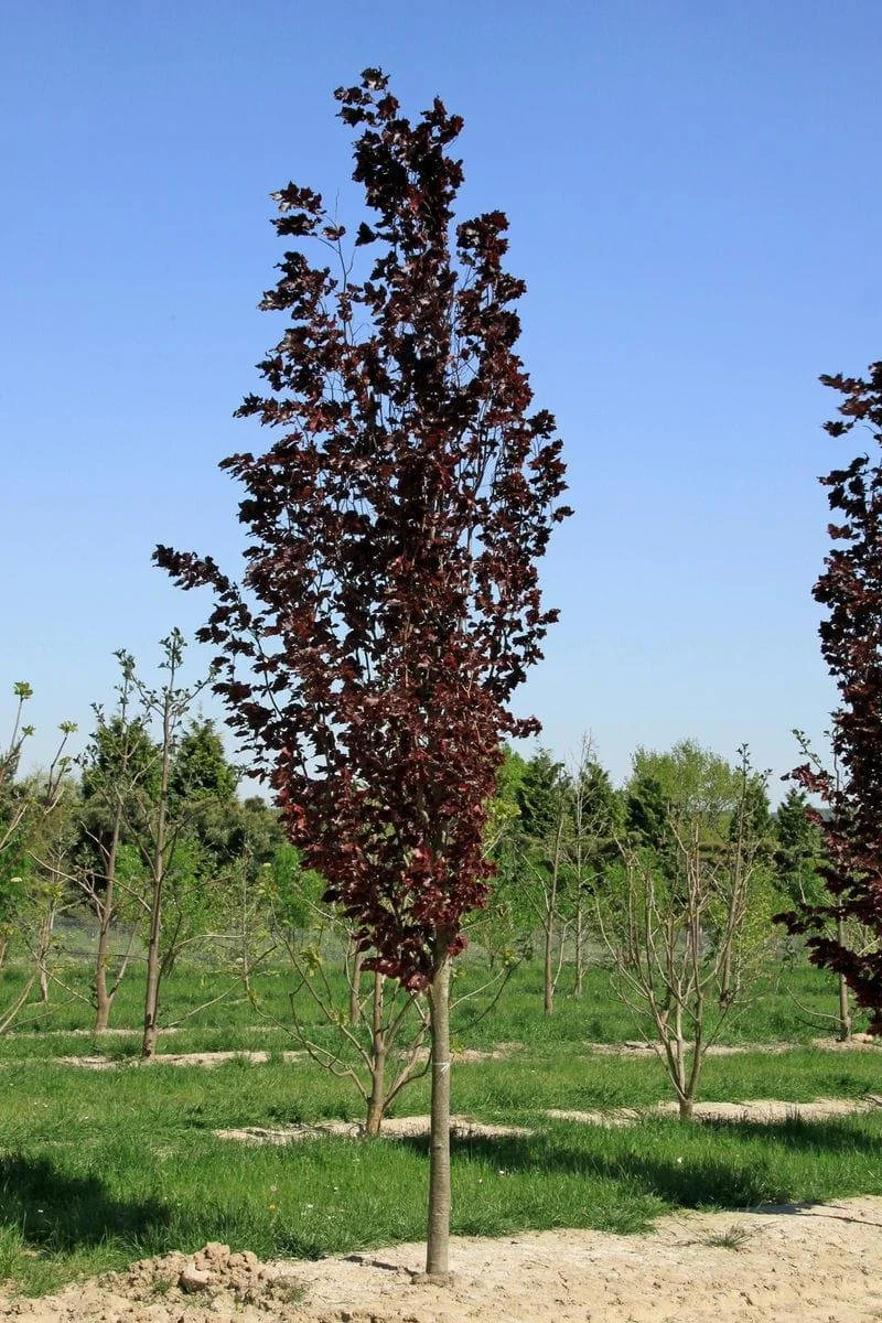 Dawyck Purple Beech 1.jpeg