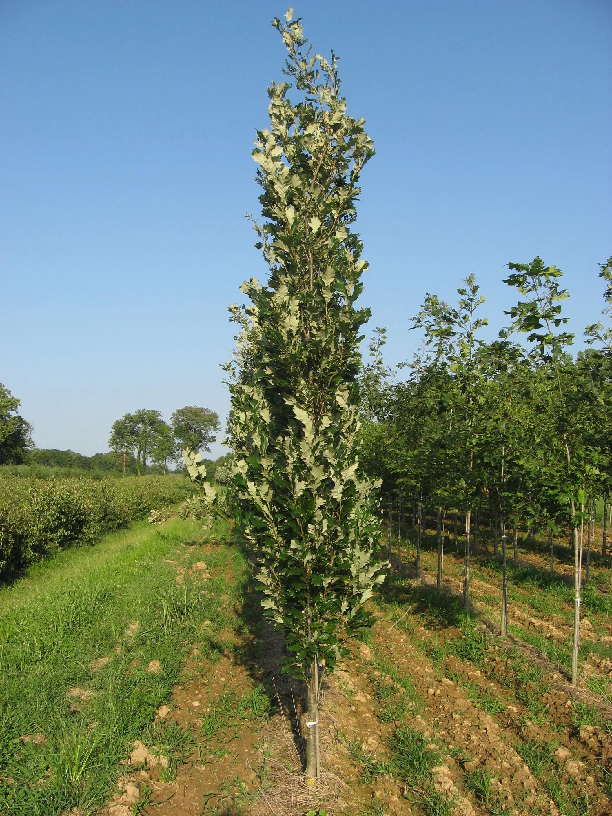 Regal Prince® Oak 5.jpeg