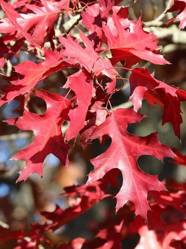 Scarlet Oak_6.jpeg
