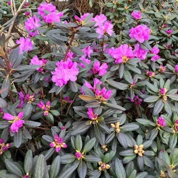 Rhododendron 15.jpg