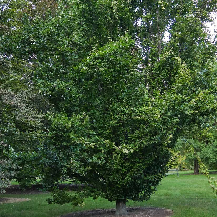 European Beech