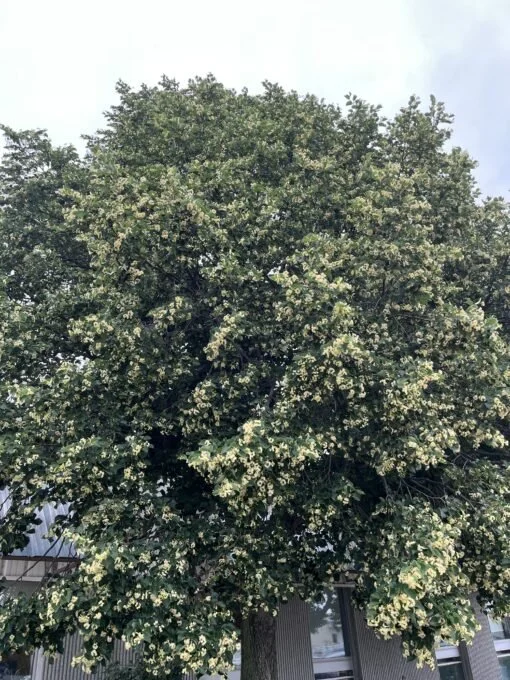 Basswood Linden_1.jpg