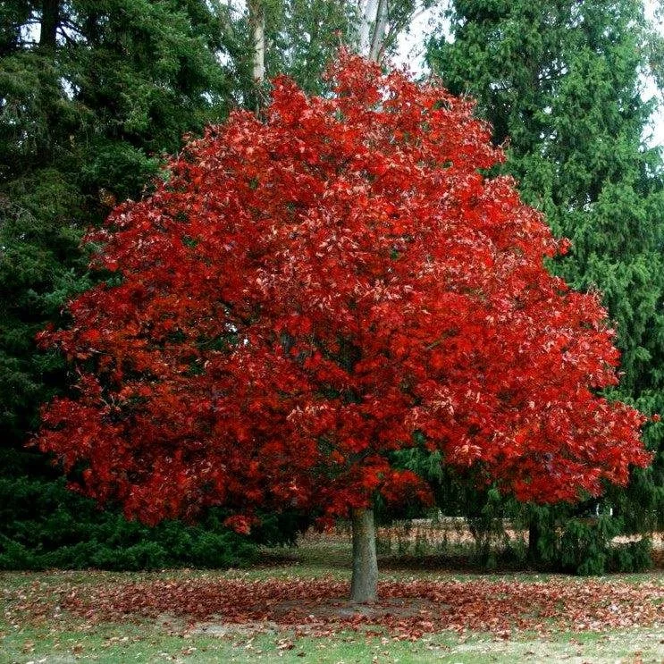 Scarlet Oak_2.jpeg