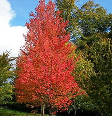 Armstrong_Maple-2.jpg