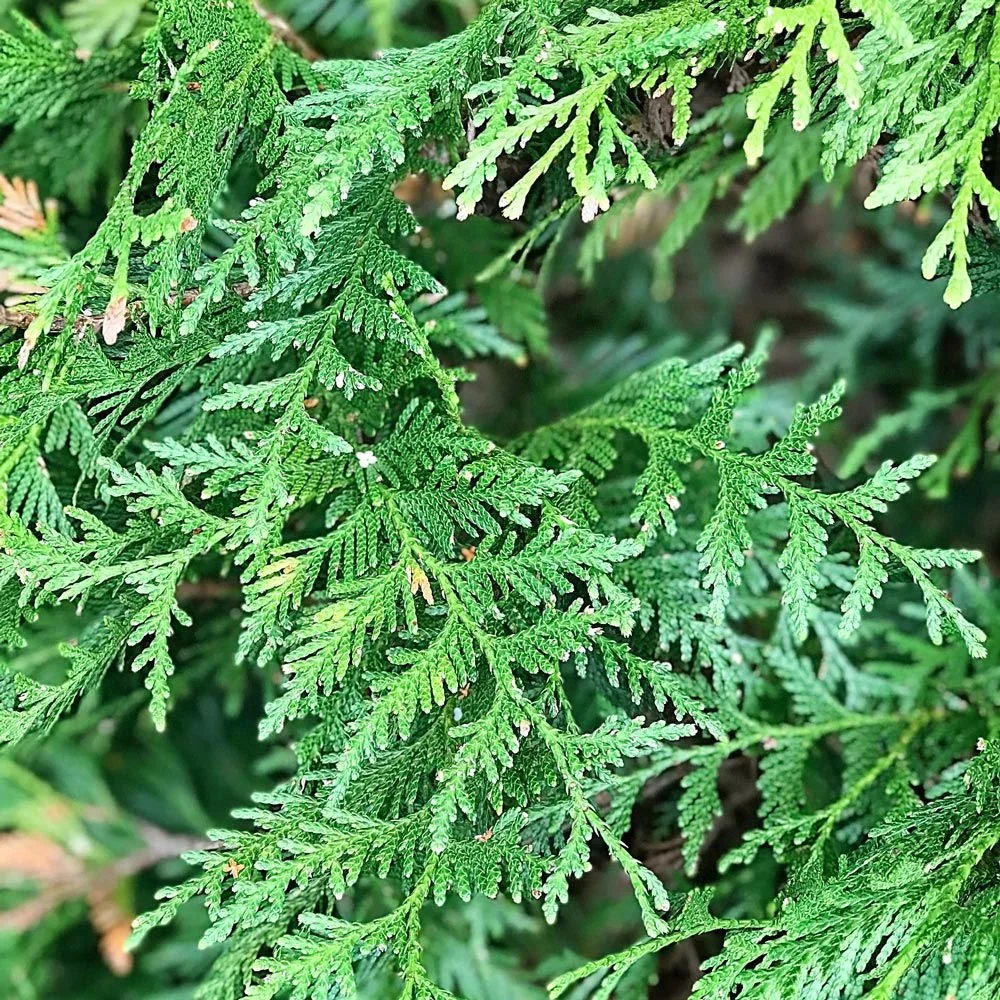 Emerald Green Giant Cedar 3.jpeg