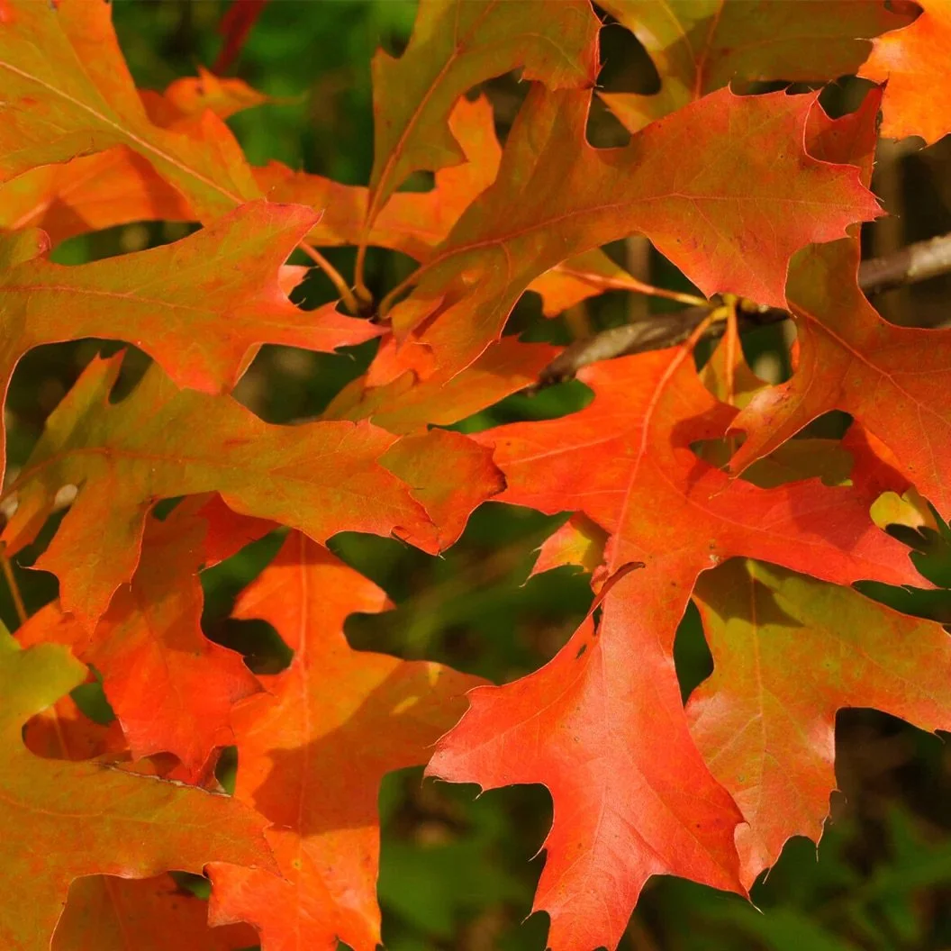 Scarlet Letter™ Oak.jpg