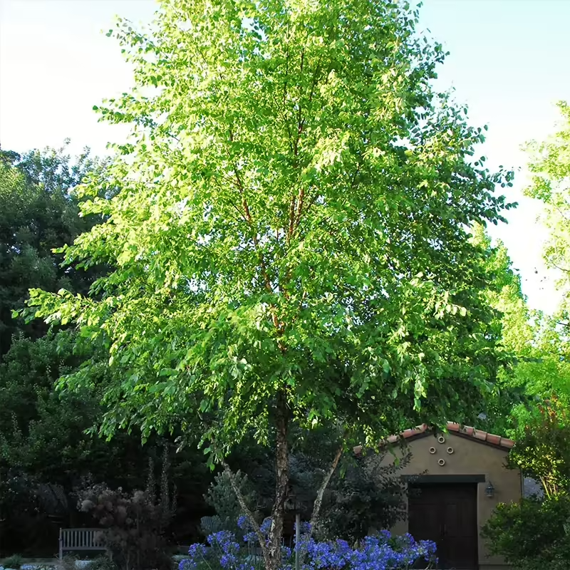 River_Birch_Tree_3-.png