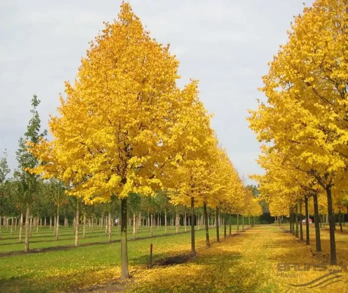 Little-leaved Linden_1.jpeg