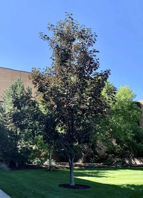 Regal Petticoat Maple 1.jpeg