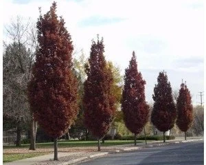 Crimson Spire™ Oak