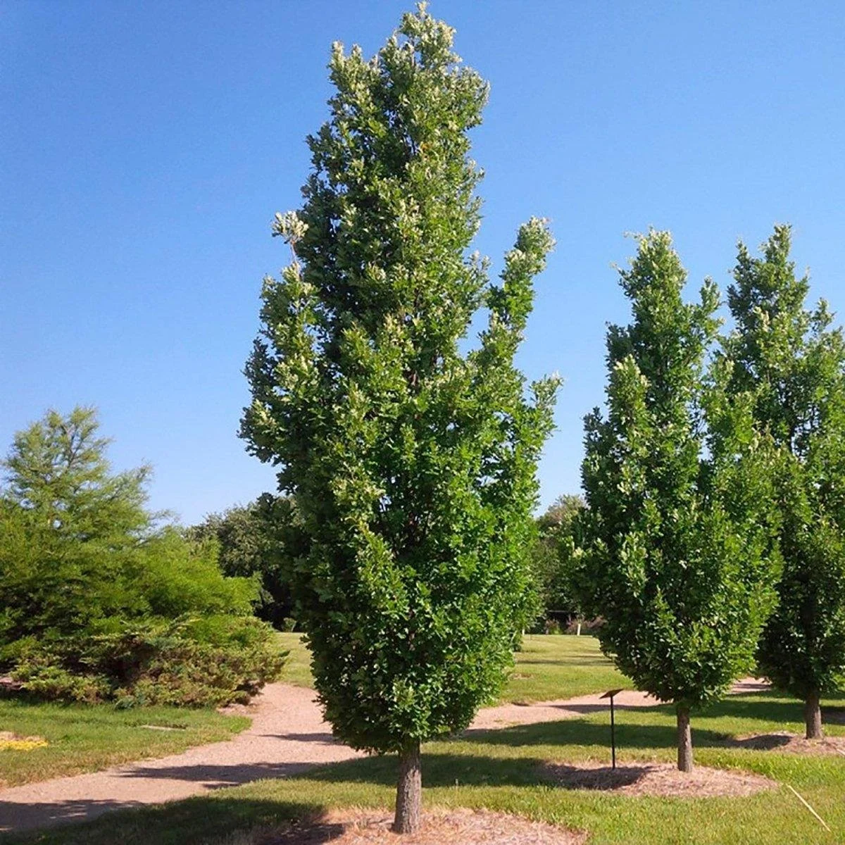 Regal Prince® Oak