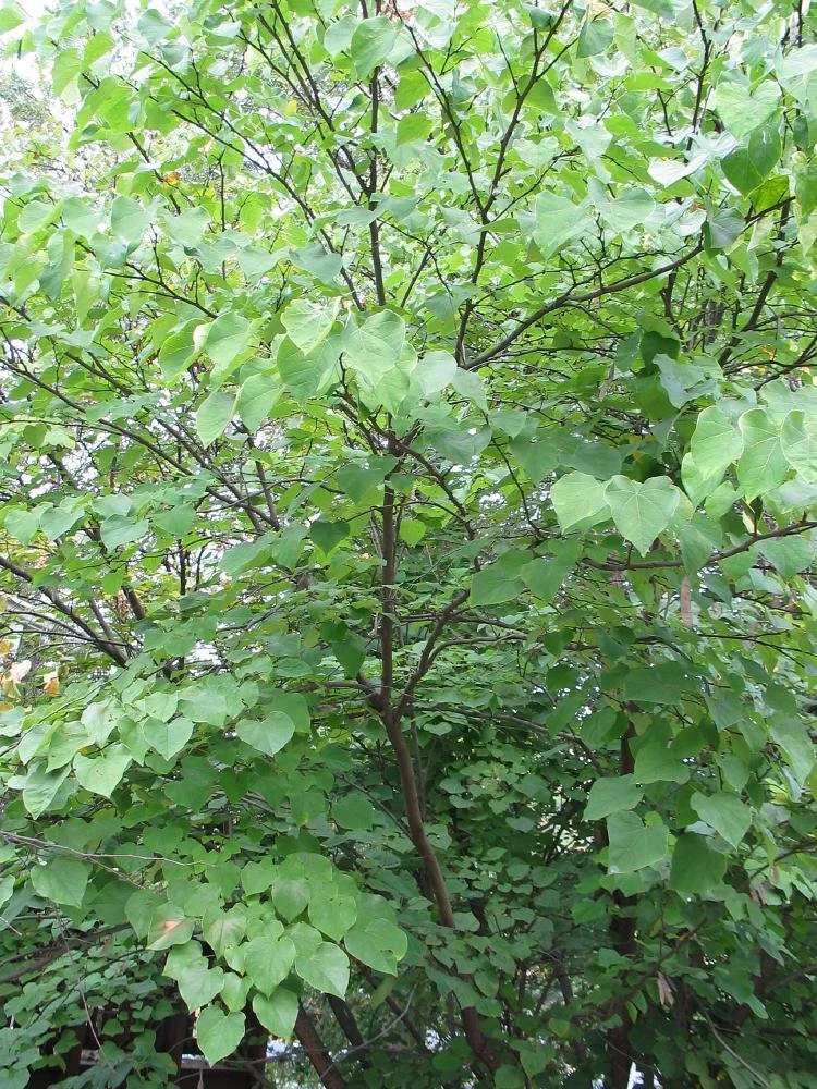 Canadian Redbud_1.jpg