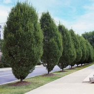 Pyramidal European Hornbeam