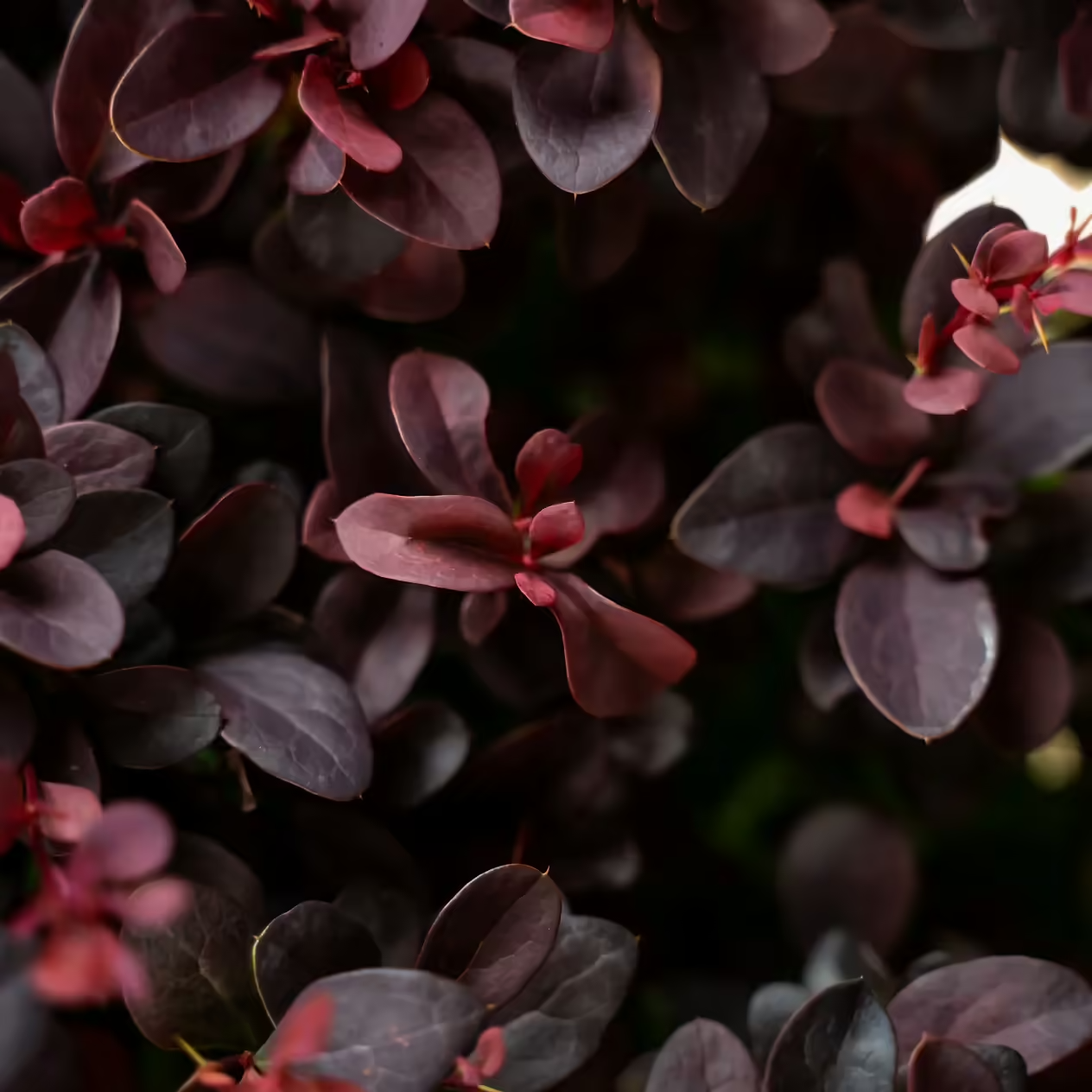 Concorde Japanese Barberry Close up.png