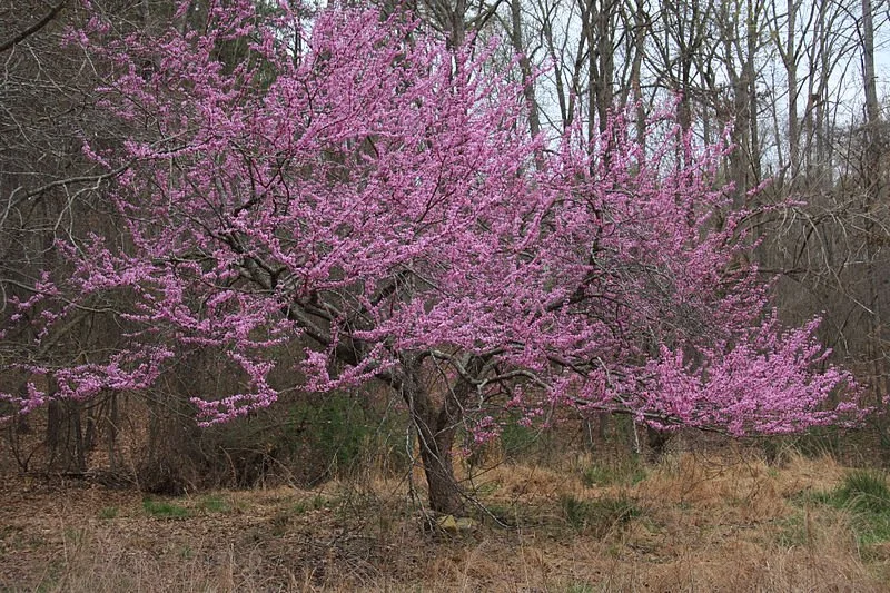 Canadian Redbud_2.jpg
