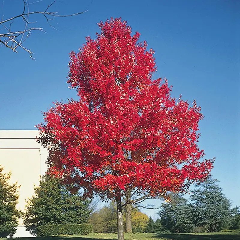 Sugar Maple_7.jpeg