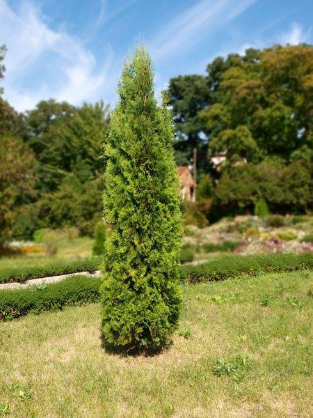 Pyramidal Cedar 2.jpeg