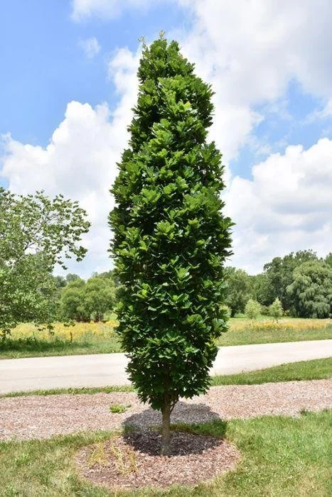 Kindred Spirit® Oak 1.jpeg
