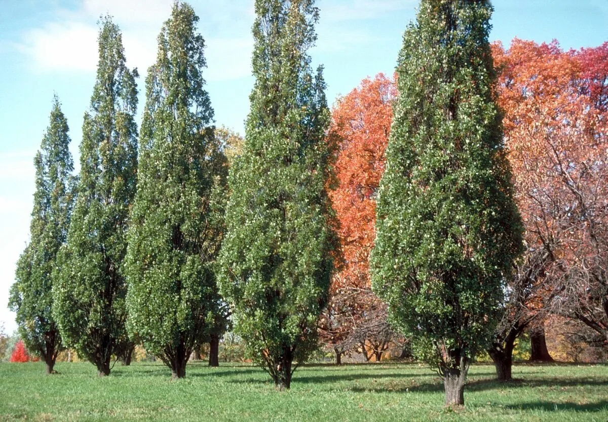Pyramidal English Oak