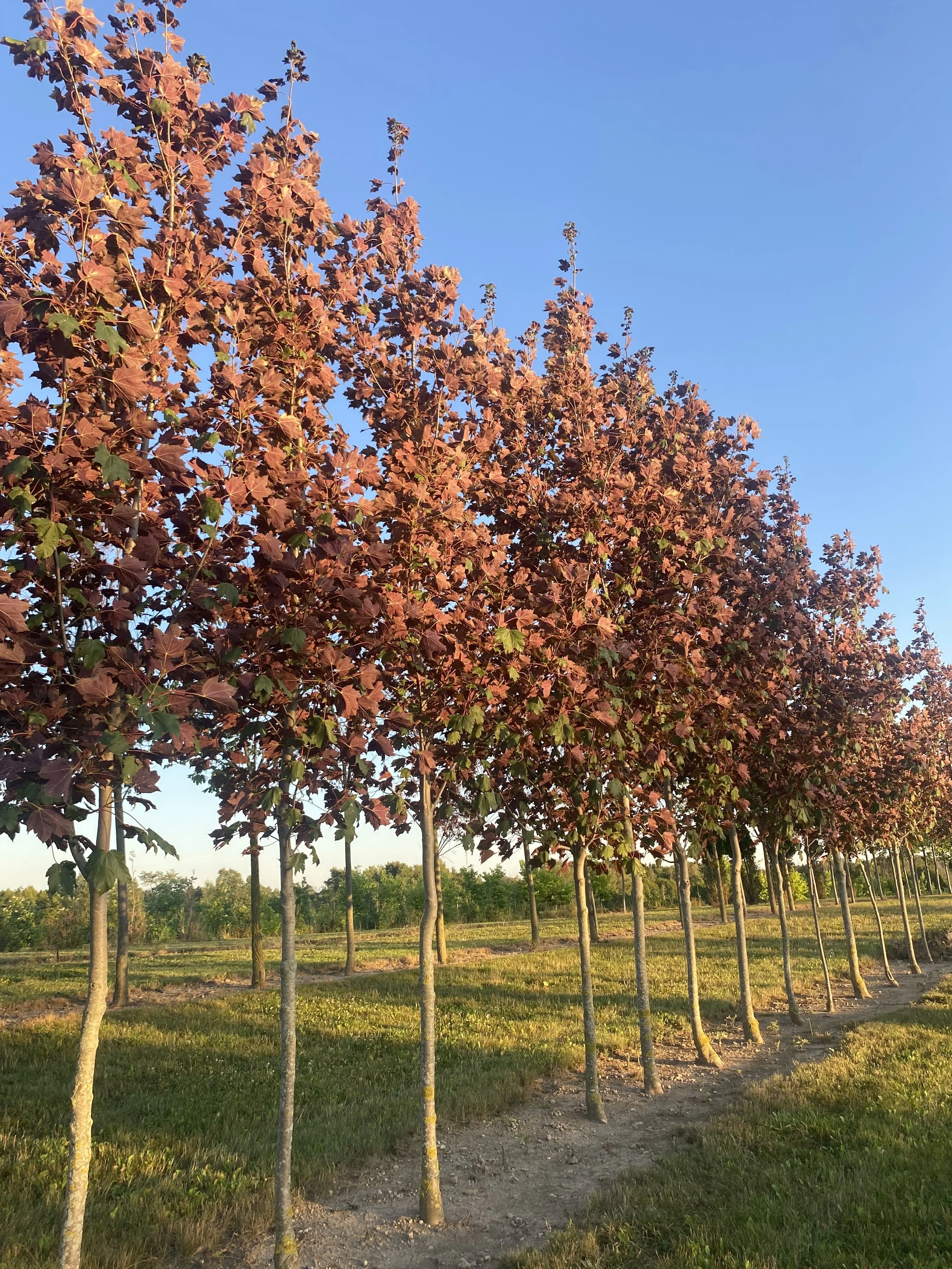 Regal Petticoat Maple
