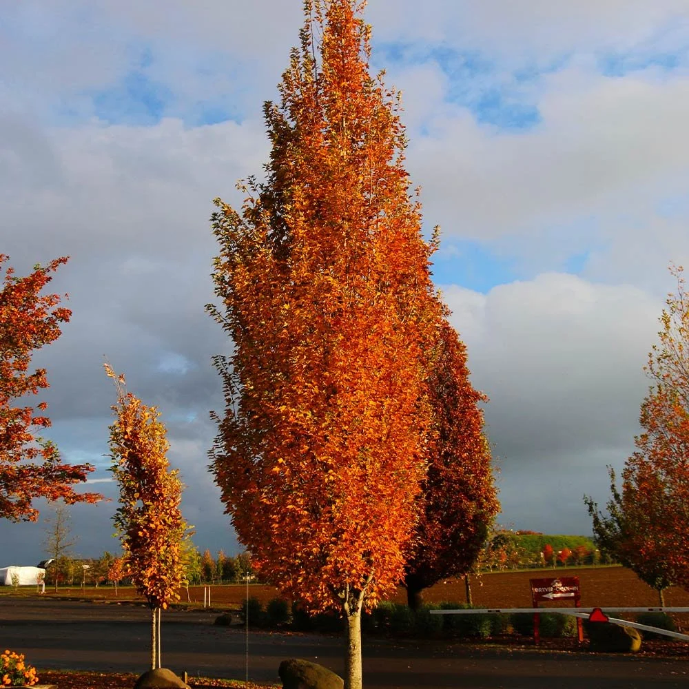 Armstrong_Maple-4.jpg