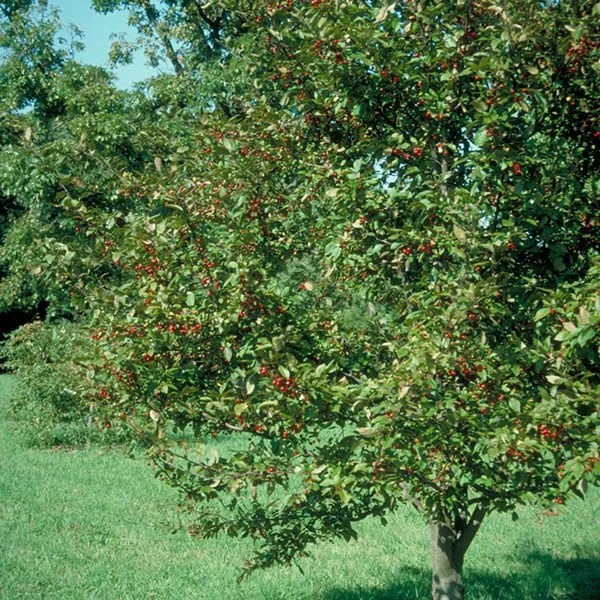 Profusion Crabapple_!.jpeg