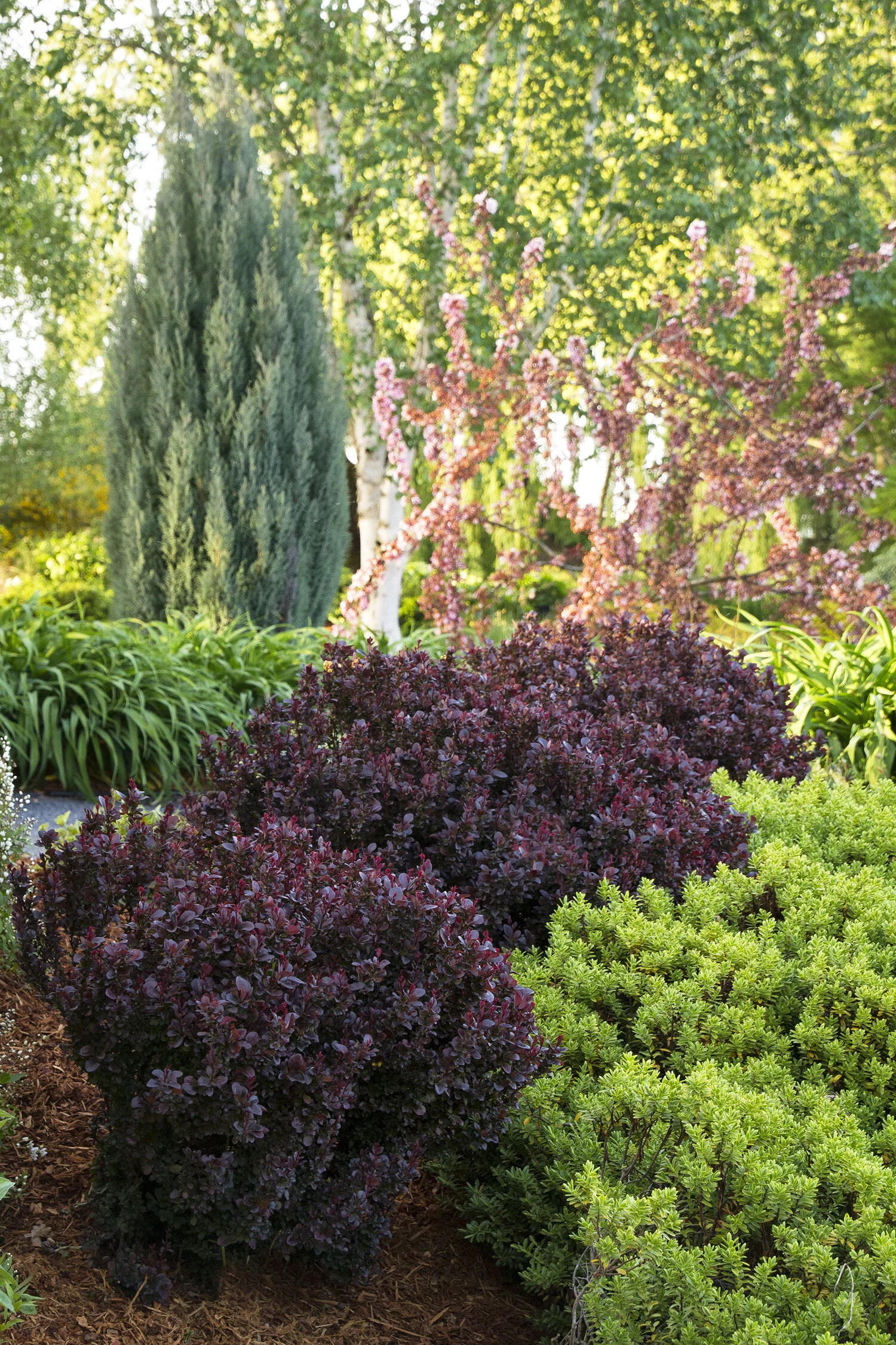 Concorde Japanese Barberry