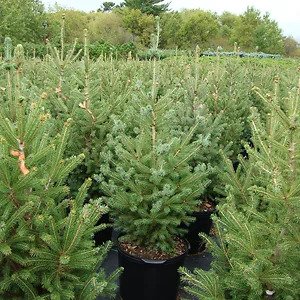Montrose_Charm_White_Spruce_2.jpg