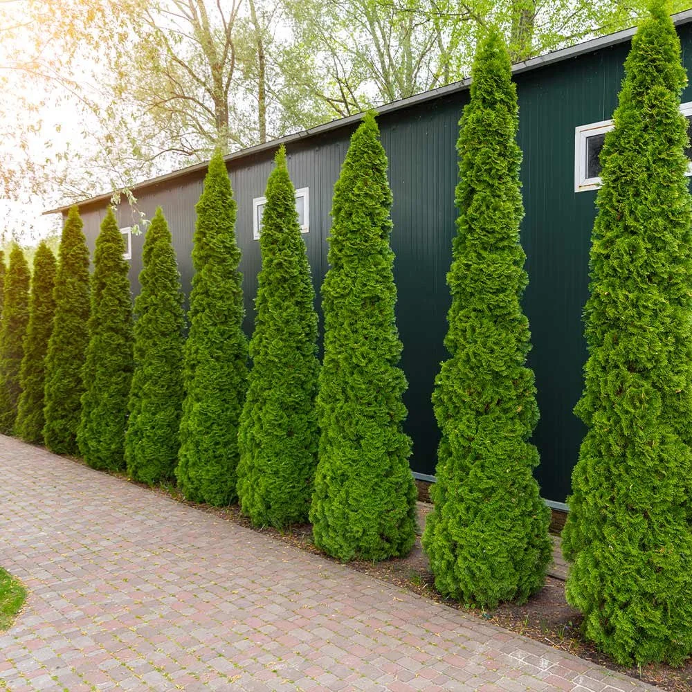 DeGroot’s Spire Cedar