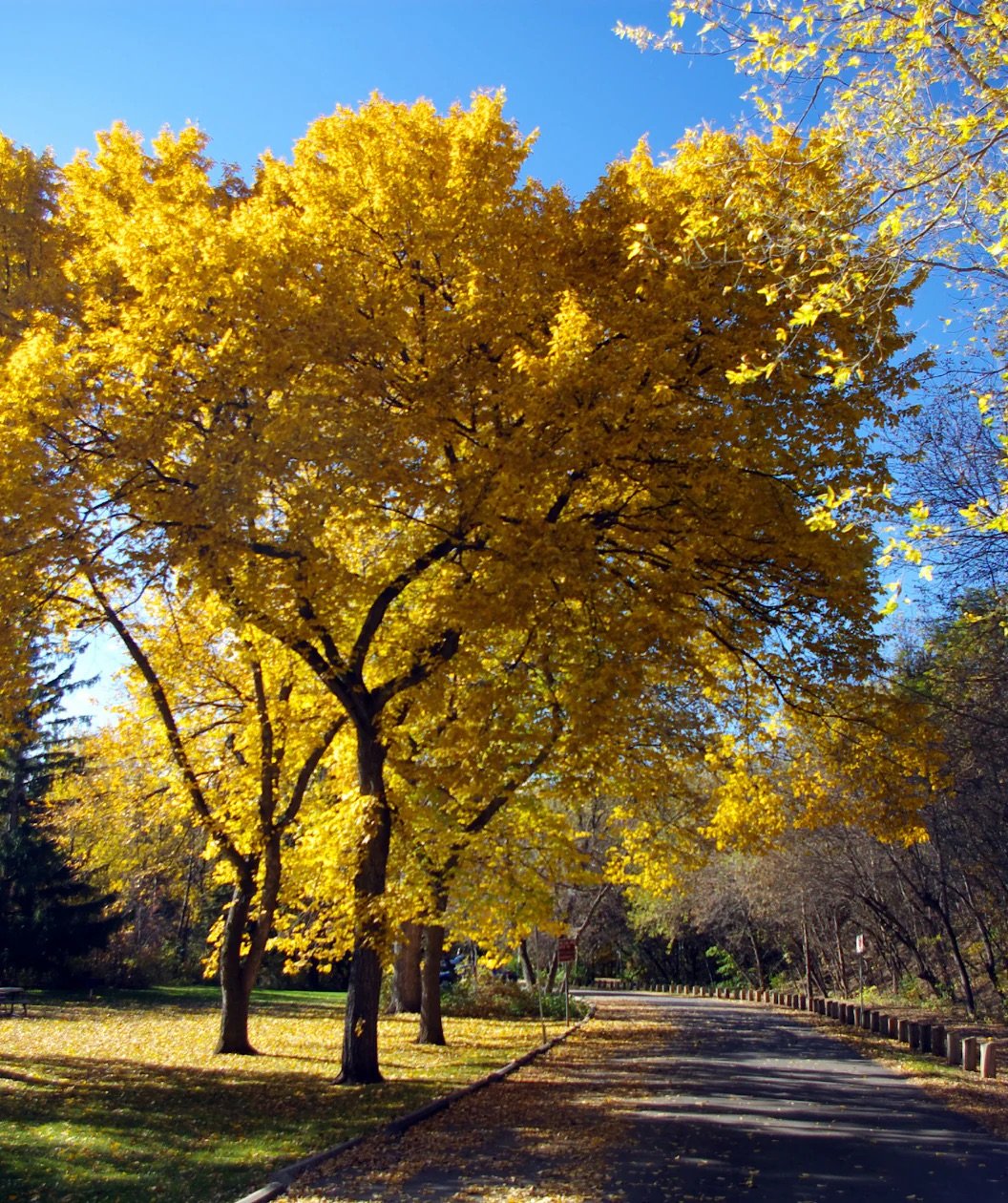 Valley Forge American Elm_4.jpg