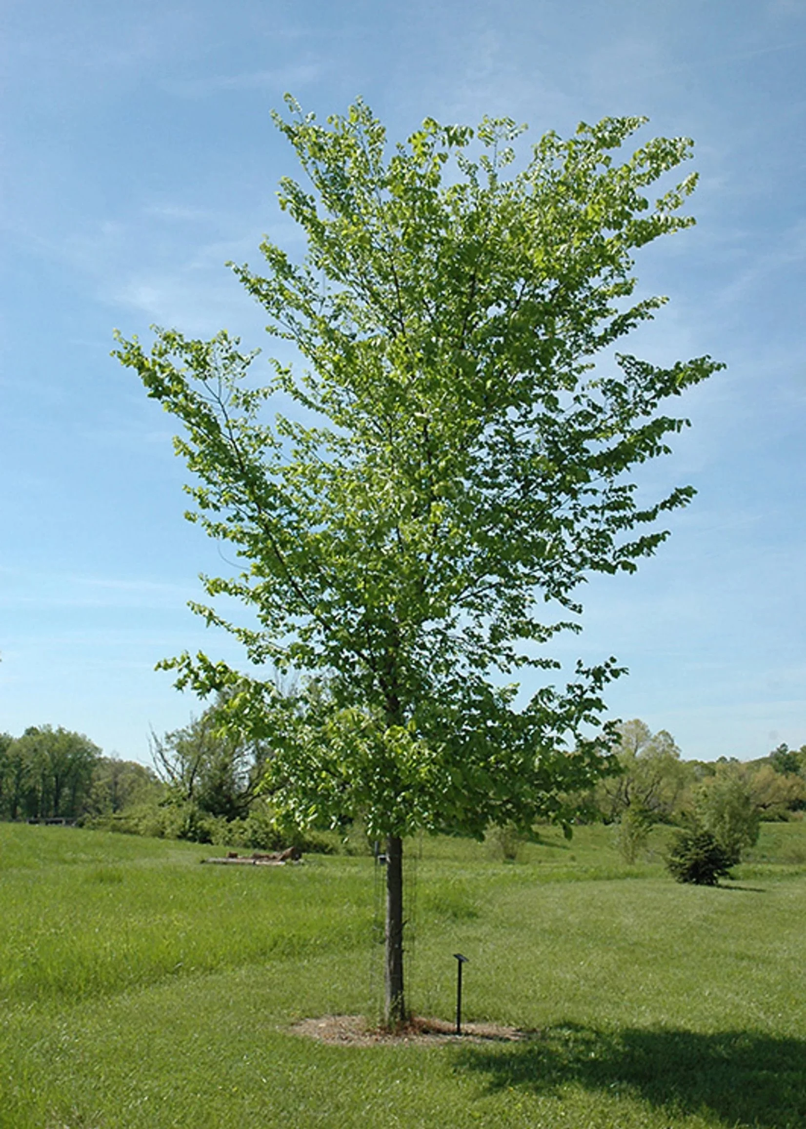 Valley Forge American Elm