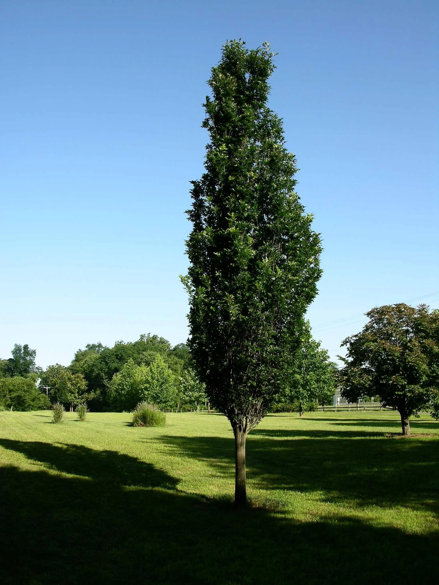 Regal Prince® Oak 4.jpeg