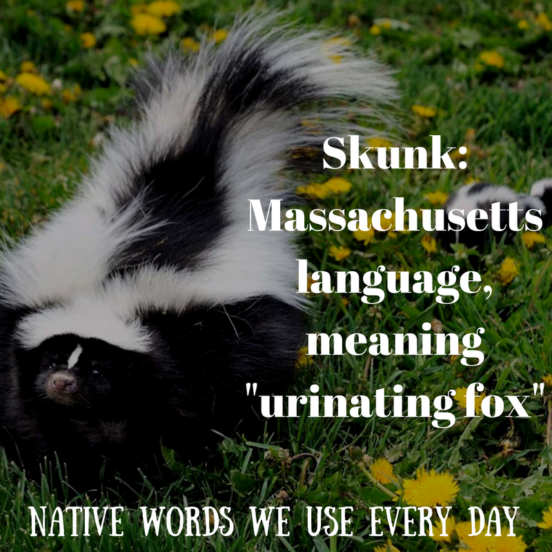 Native Words We Use Every Day