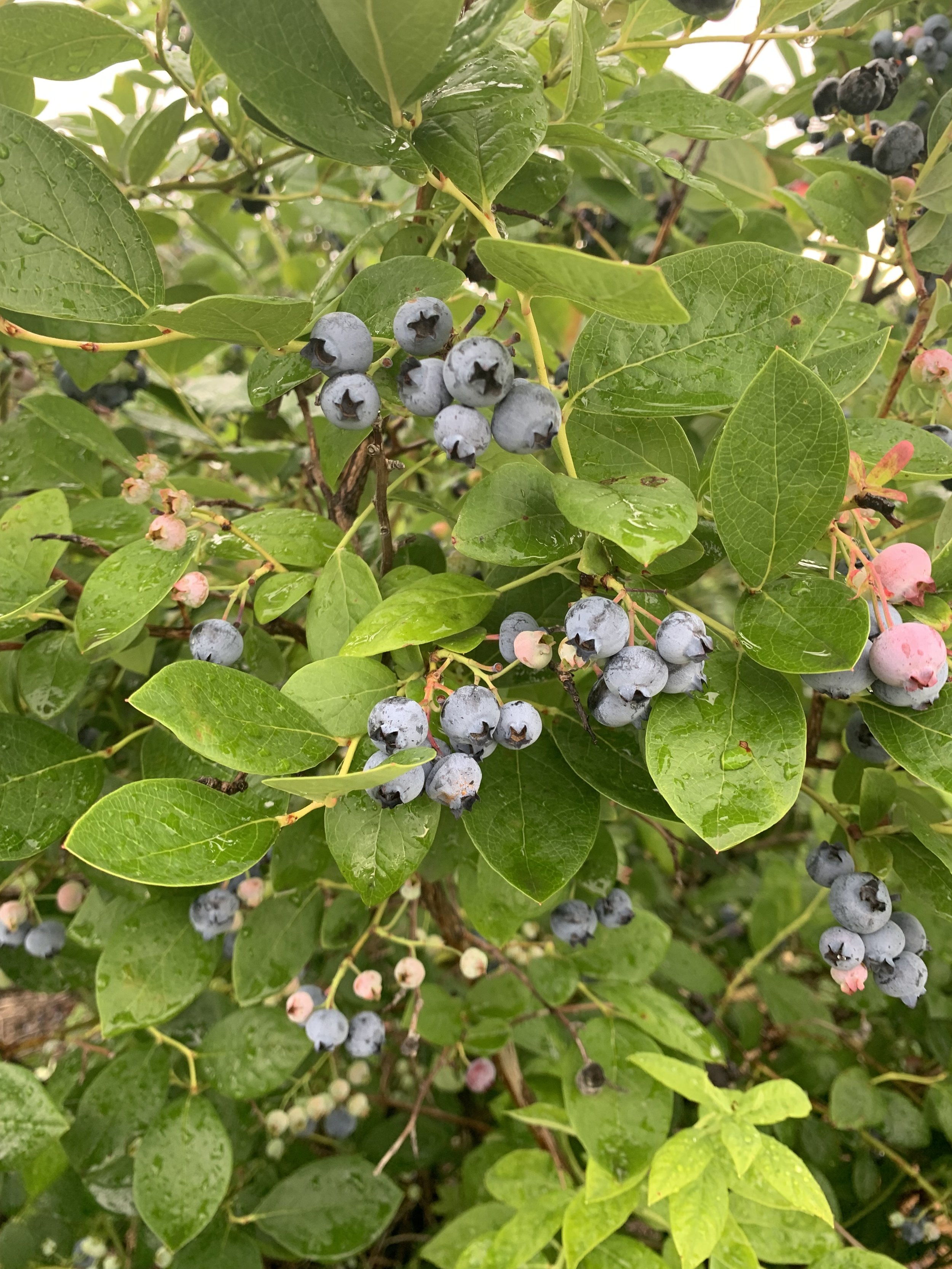 Blueberries