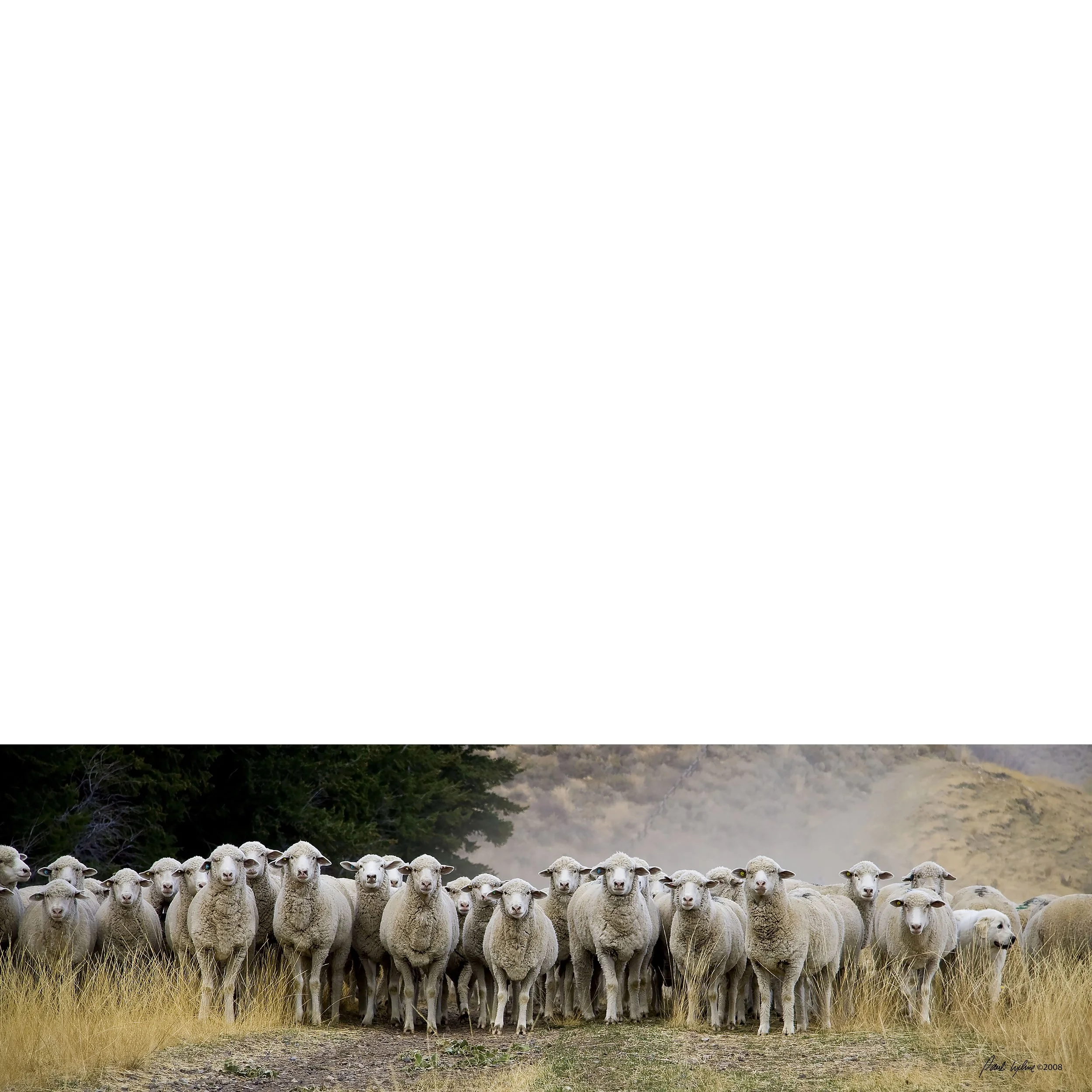 Sheep frehlich 72 wide web.jpg