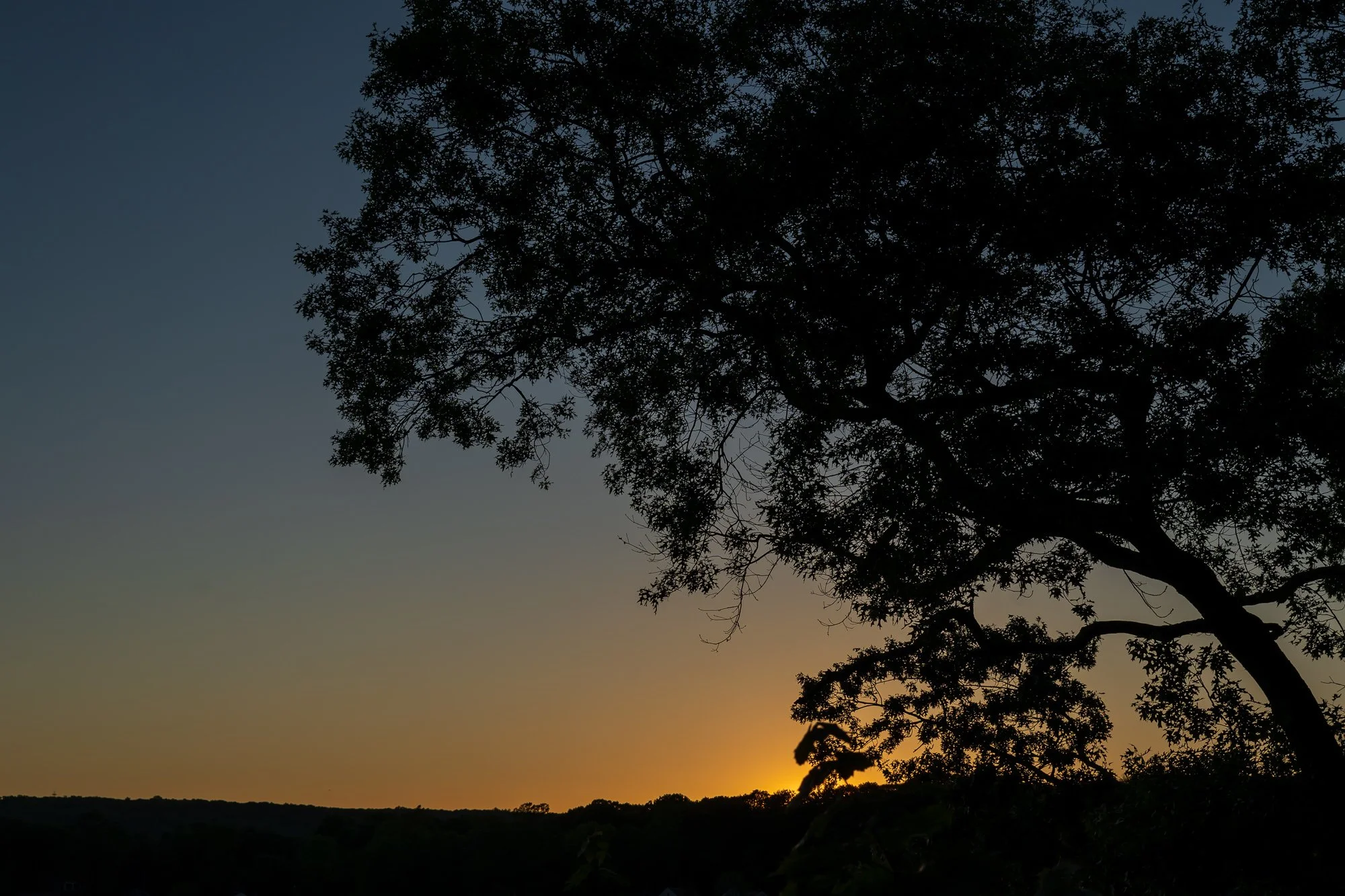 Silhouette of a large tree with many branches and leaves against a sunset sky with shades of blue, orange, and yellow. Located on Lake Pocotopaug in East Hampton, CT.