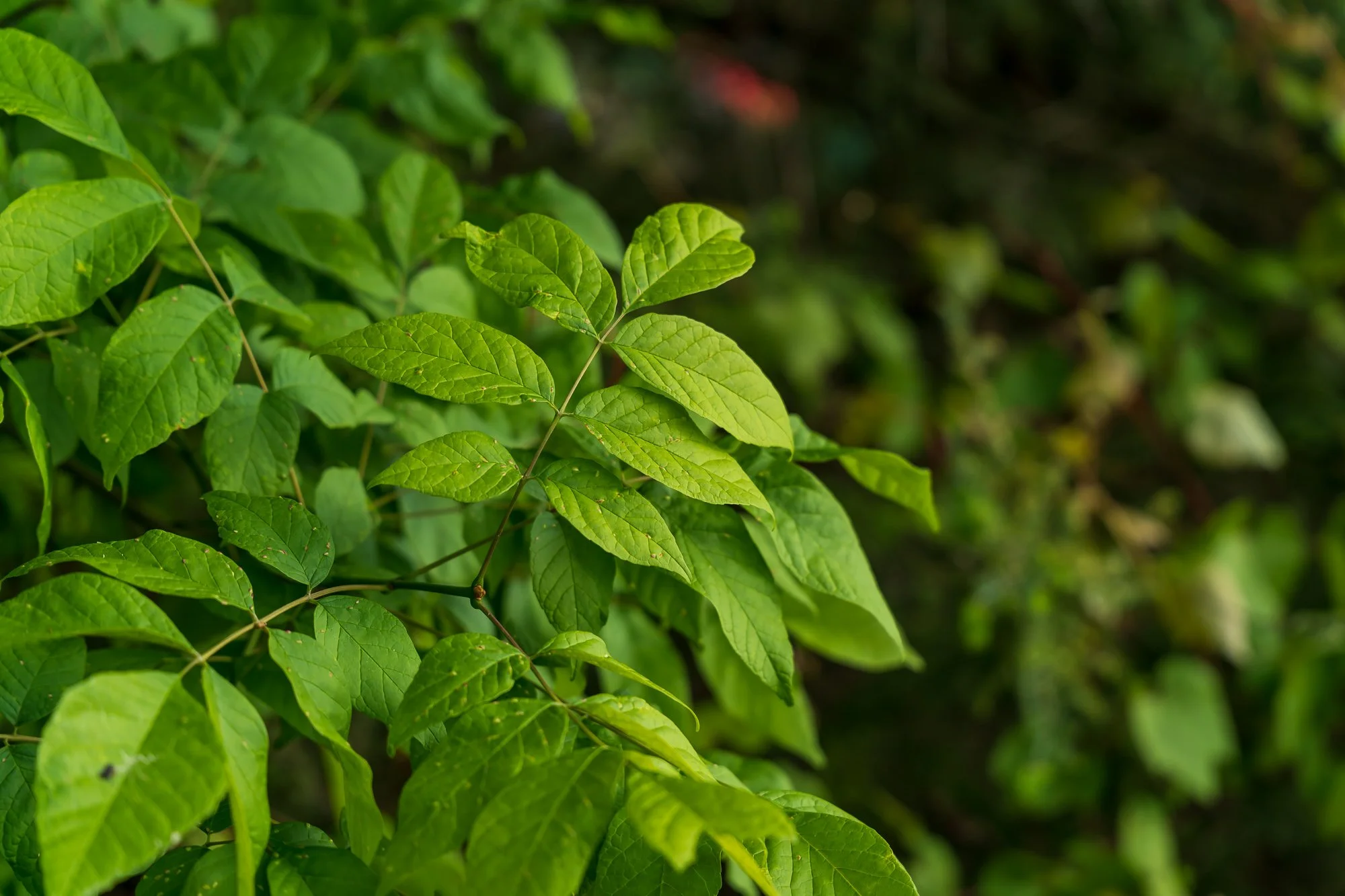 Close-up of vibrant green leaves on a shrub or plant, with blurred greenery in the background. Located in East Hampton, CT.