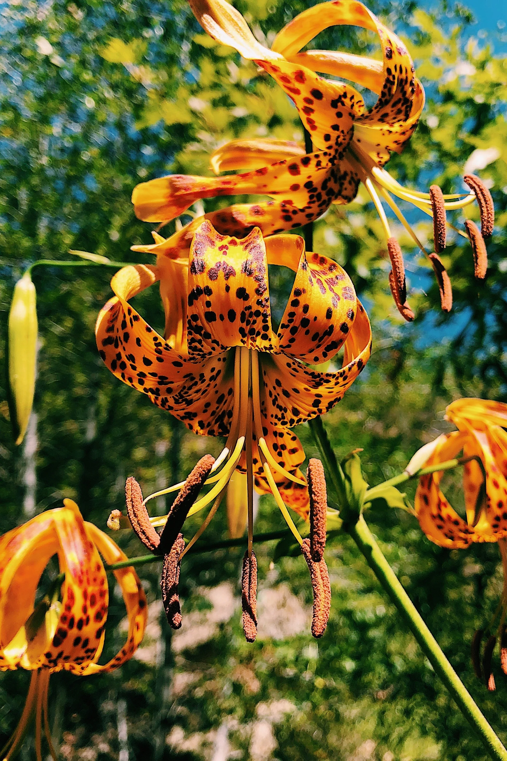 desert orchid pic.JPG