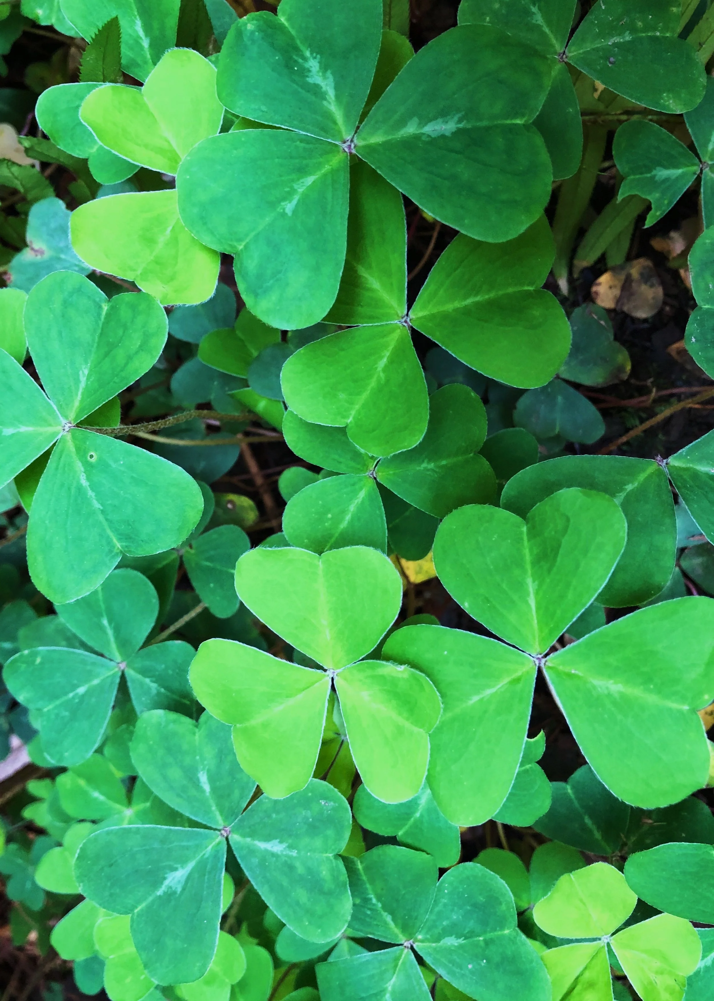 clover pic.JPG