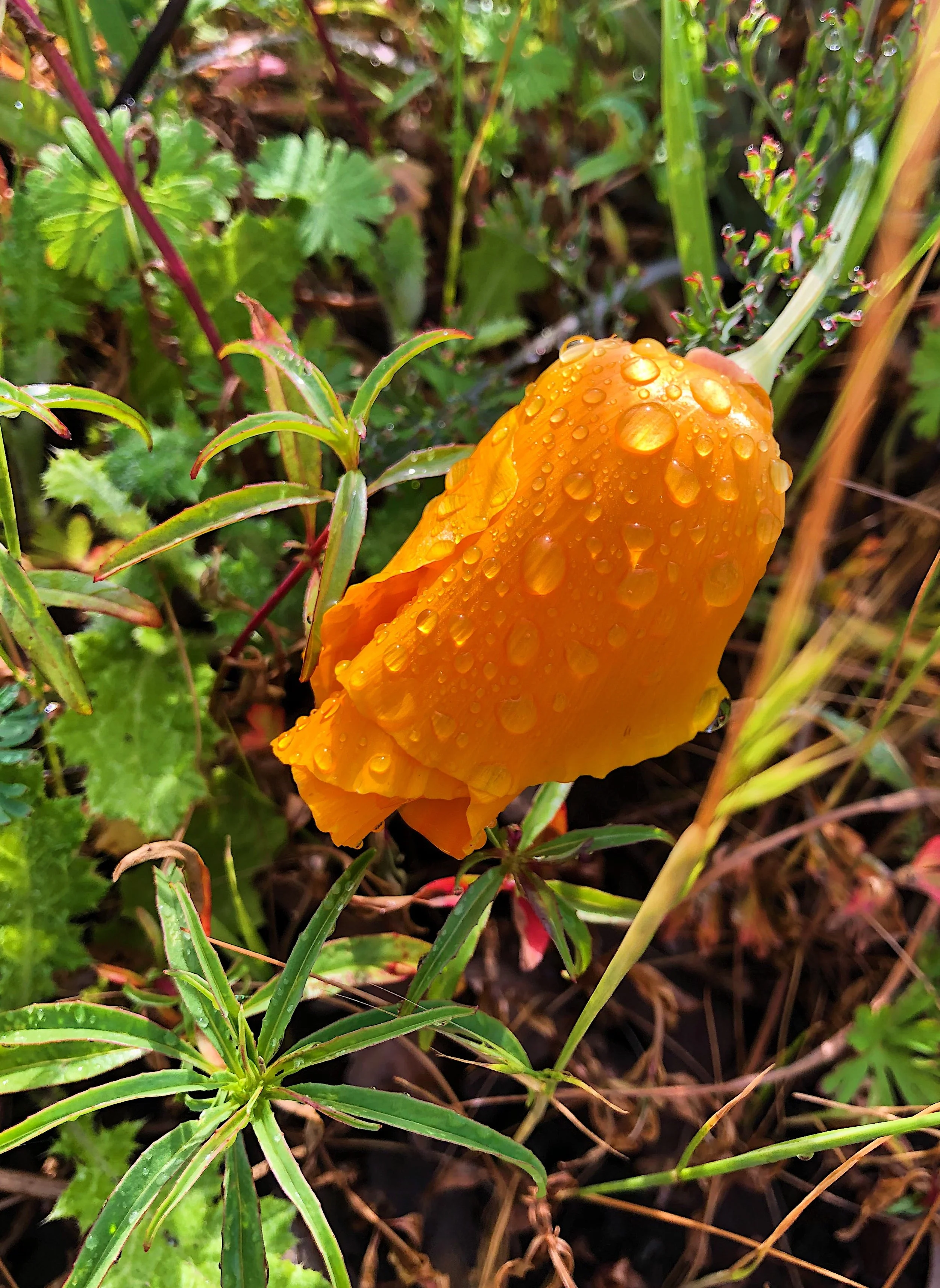 closed poppy pic.JPG